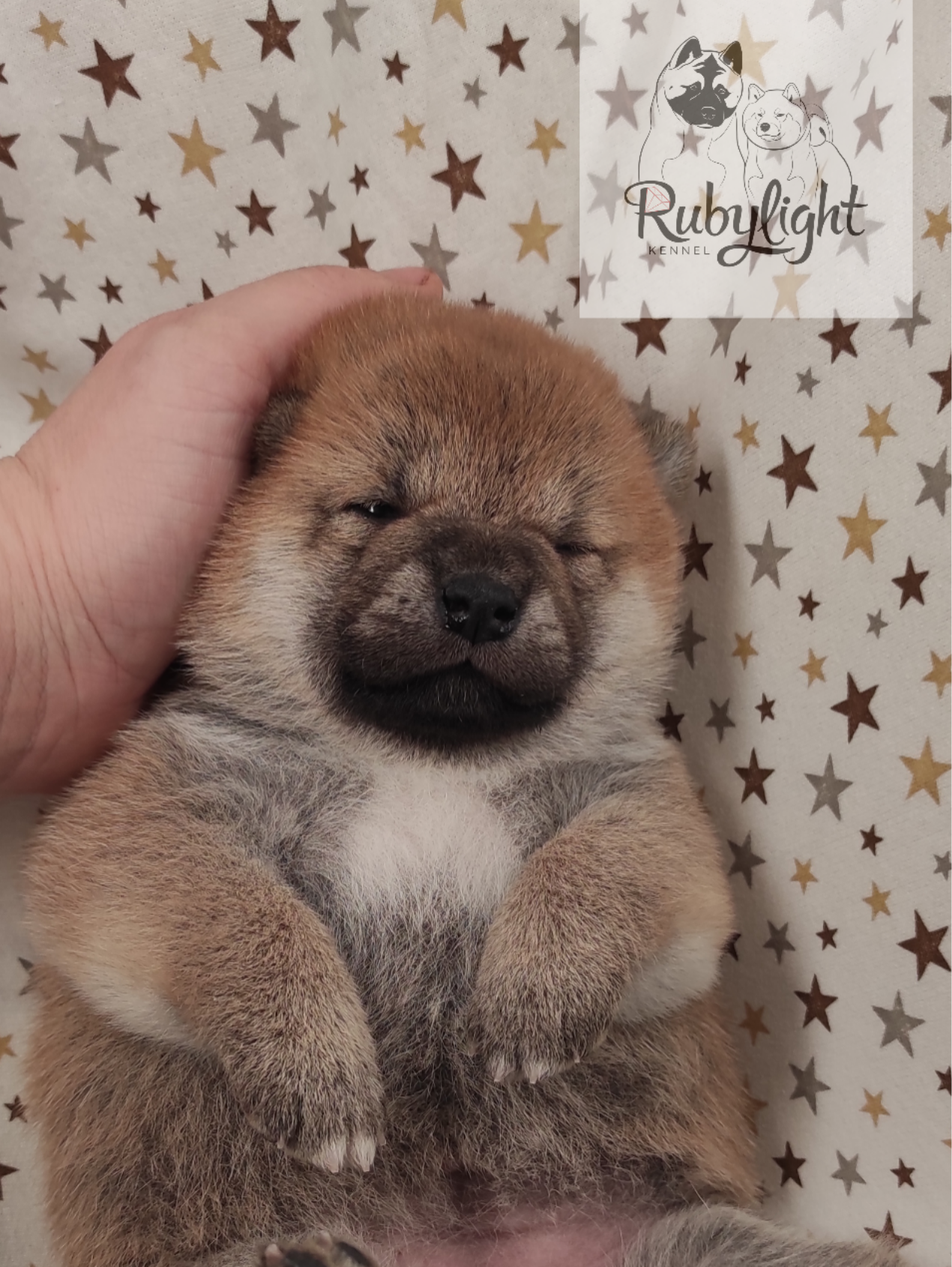 RUBYLIGHT Rika , дата рождения 23.10.2022 г.  Отец: Тор * Exceligmos Victor  Мать: Старки * TRIUMF SIBIRI AKIKO CHIKAKO