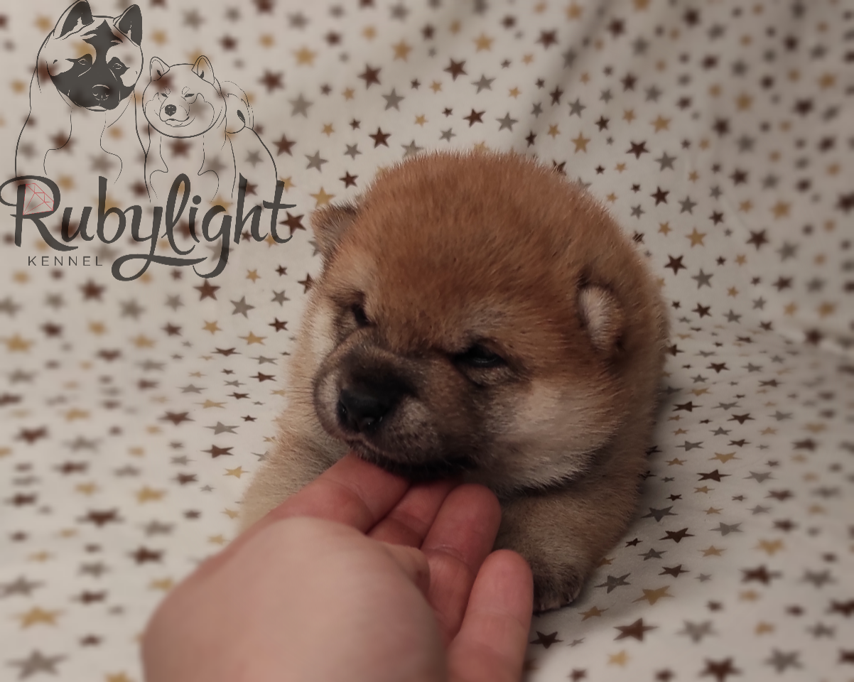 RUBYLIGHT Riki tiki tavi , дата рождения 23.10.2022 г.  Отец: Тор * Exceligmos Victor  Мать: Старки * TRIUMF SIBIRI AKIKO CHIKAKO