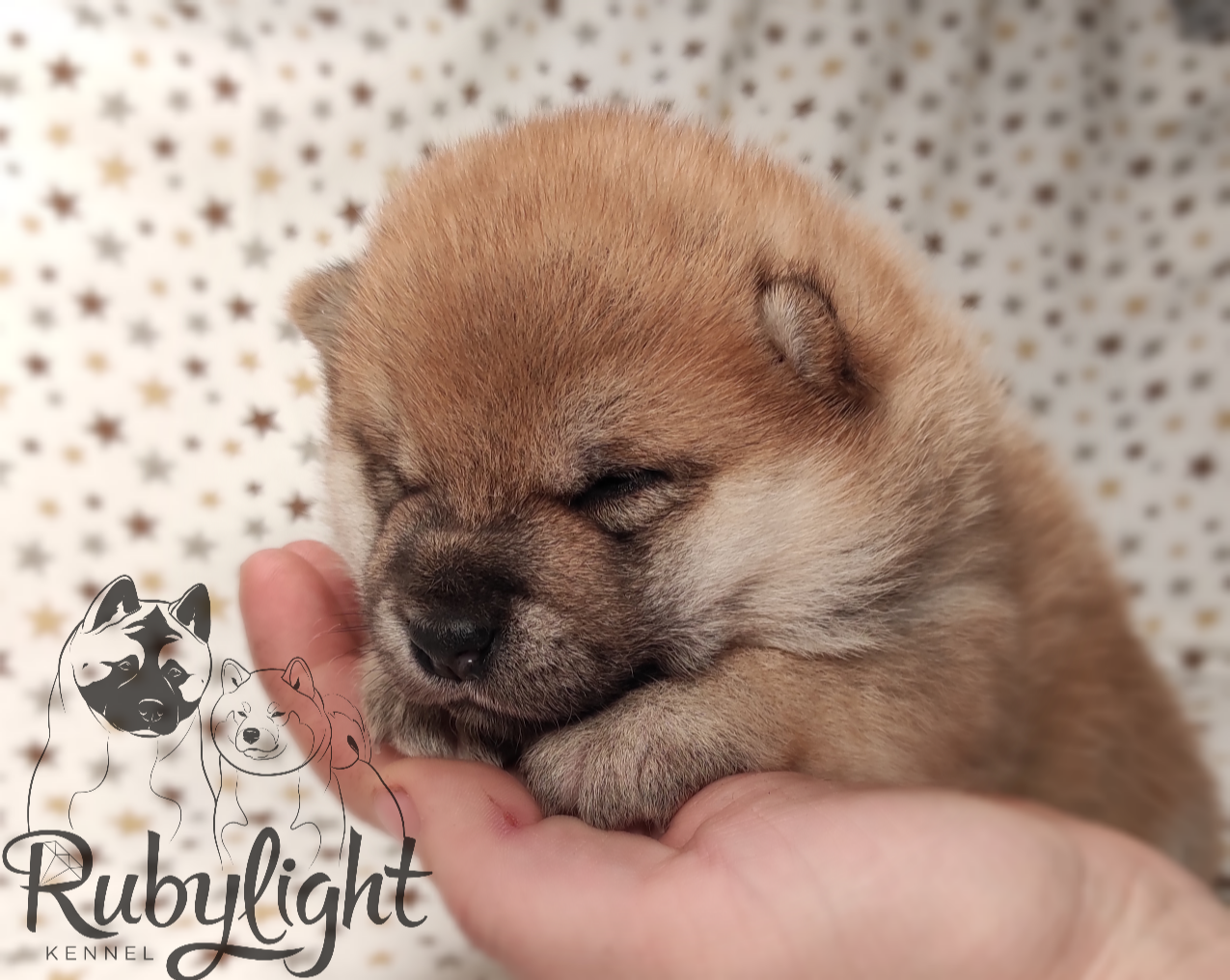 RUBYLIGHT Riki tiki tavi , дата рождения 23.10.2022 г.  Отец: Тор * Exceligmos Victor  Мать: Старки * TRIUMF SIBIRI AKIKO CHIKAKO