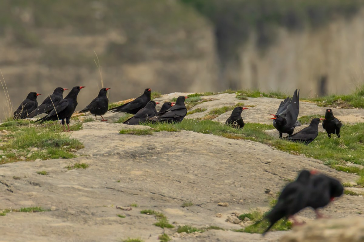 Птицы. Photomantis