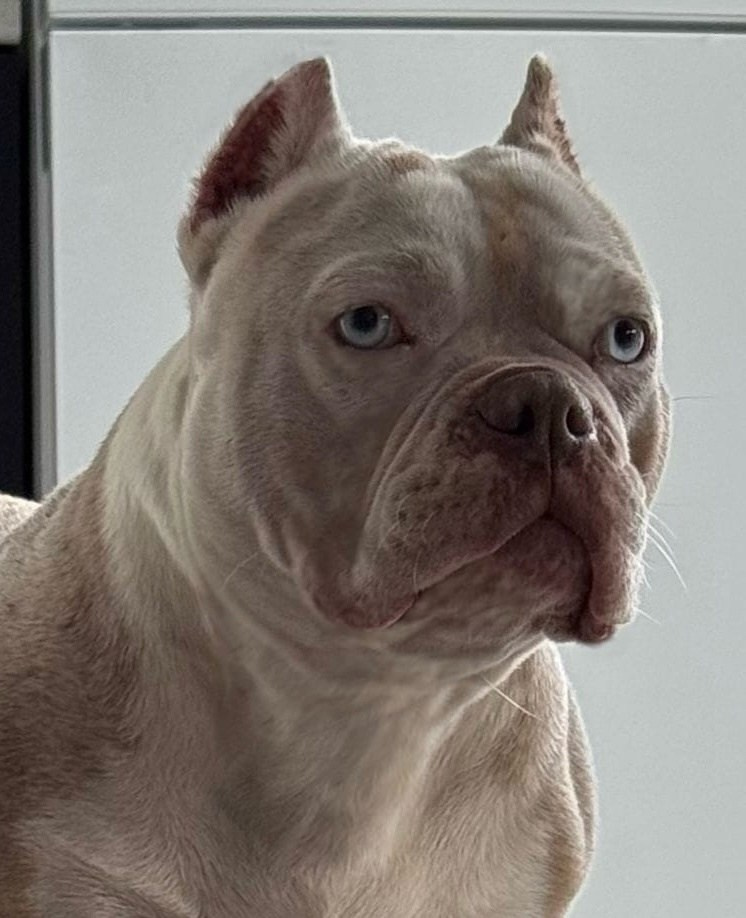 официальный питомник American Bully в Уфе в типе стандарт