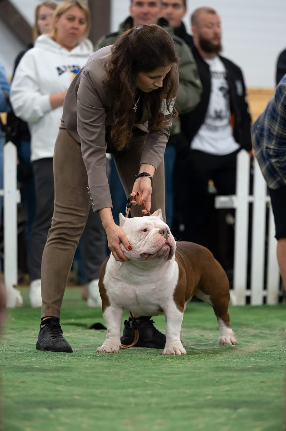 Щенки Американский булли. ПИТОМНИК СОБАК ПОРОДЫ АМЕРИКАНСКИЙ БУЛЛИ