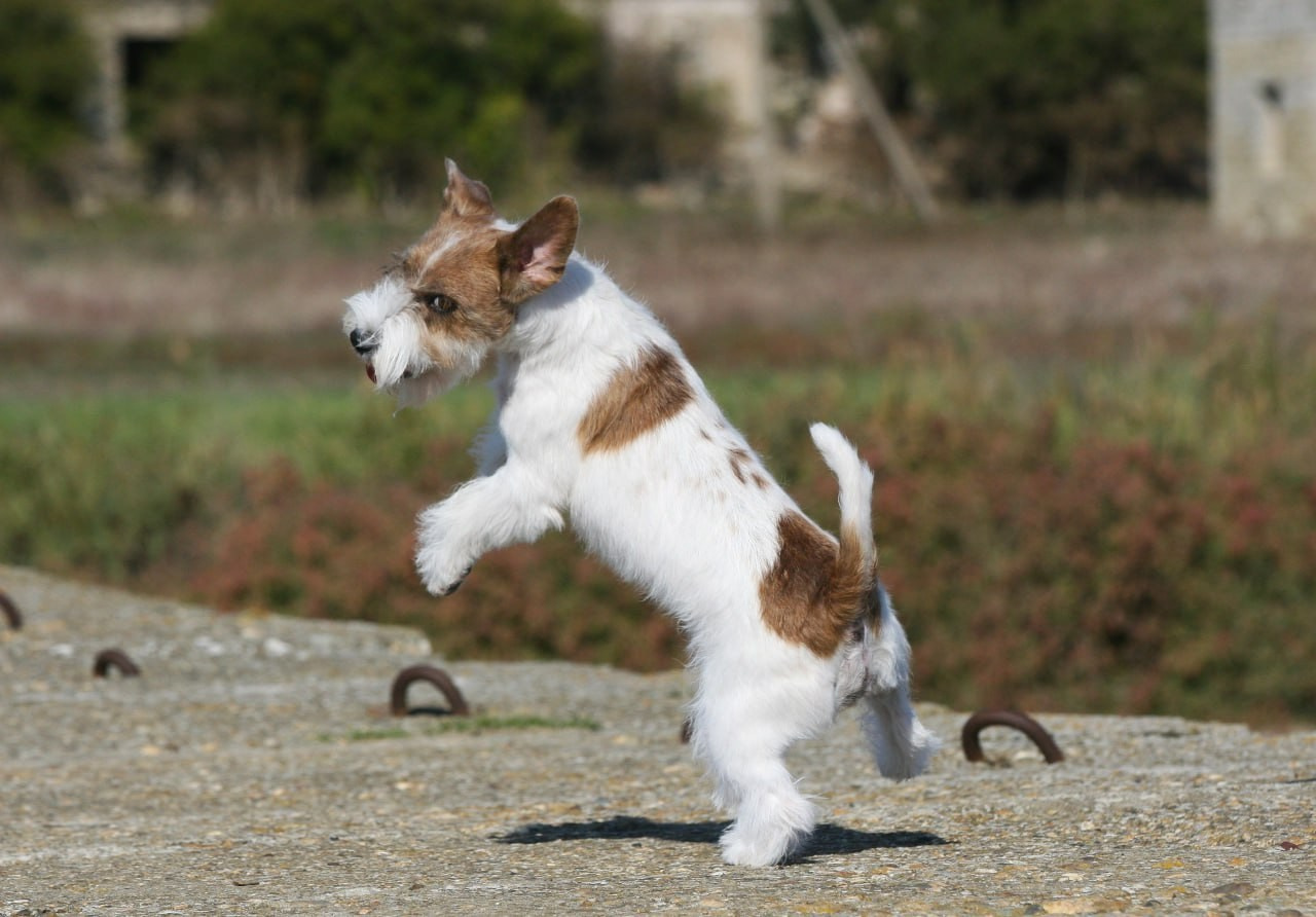 Lovely -Orange Team Spirit. Lovely-Orange питомник джек рассел терьеров
