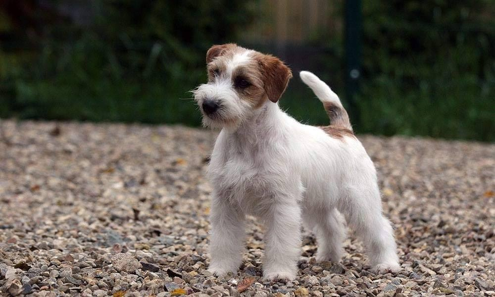 Lovely-Orange Candy Shop. Lovely-Orange питомник джек рассел терьеров