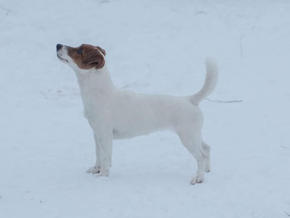 UNIKA LARKY ONLINE. КАНЕ МАЭСТРО — питомник Джек рассел терьеров