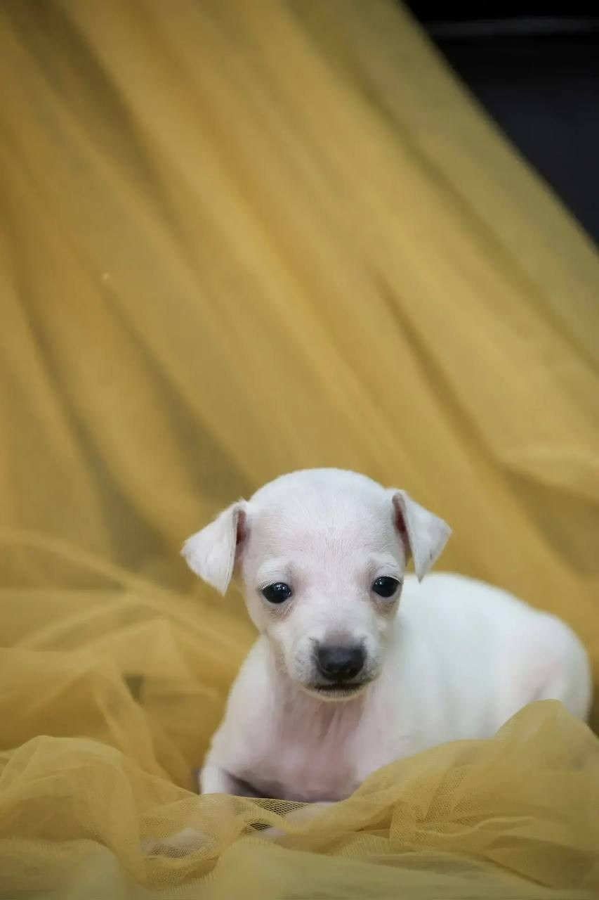 Белоснежные. Профессиональный питомник левреток РКФ/FCI ASTI SAPPHIRE 💎 Сочи|Санкт-Петербург