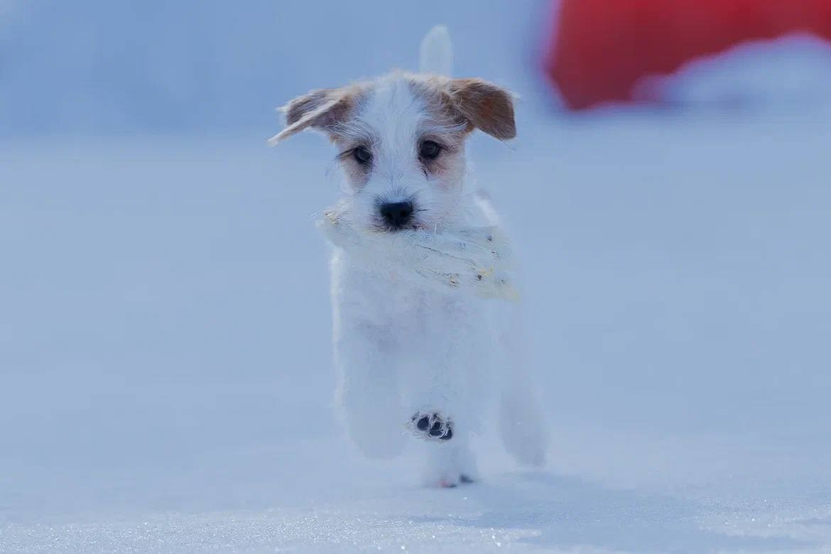 Сука 5. Lovely-Orange питомник джек рассел терьеров