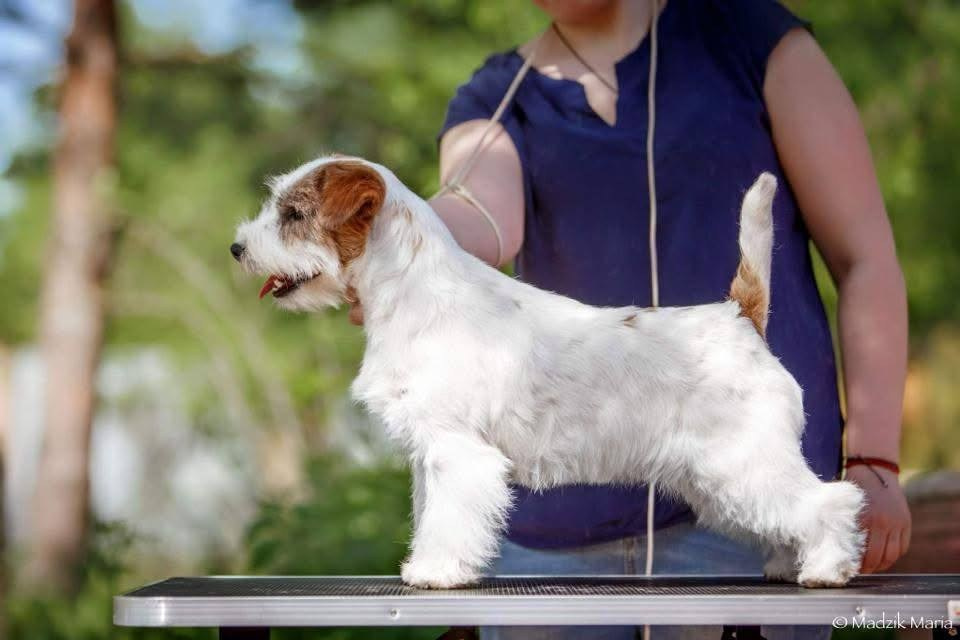 LOVELY-ORANGE NOW OR NEVER. Lovely-Orange питомник джек рассел терьеров