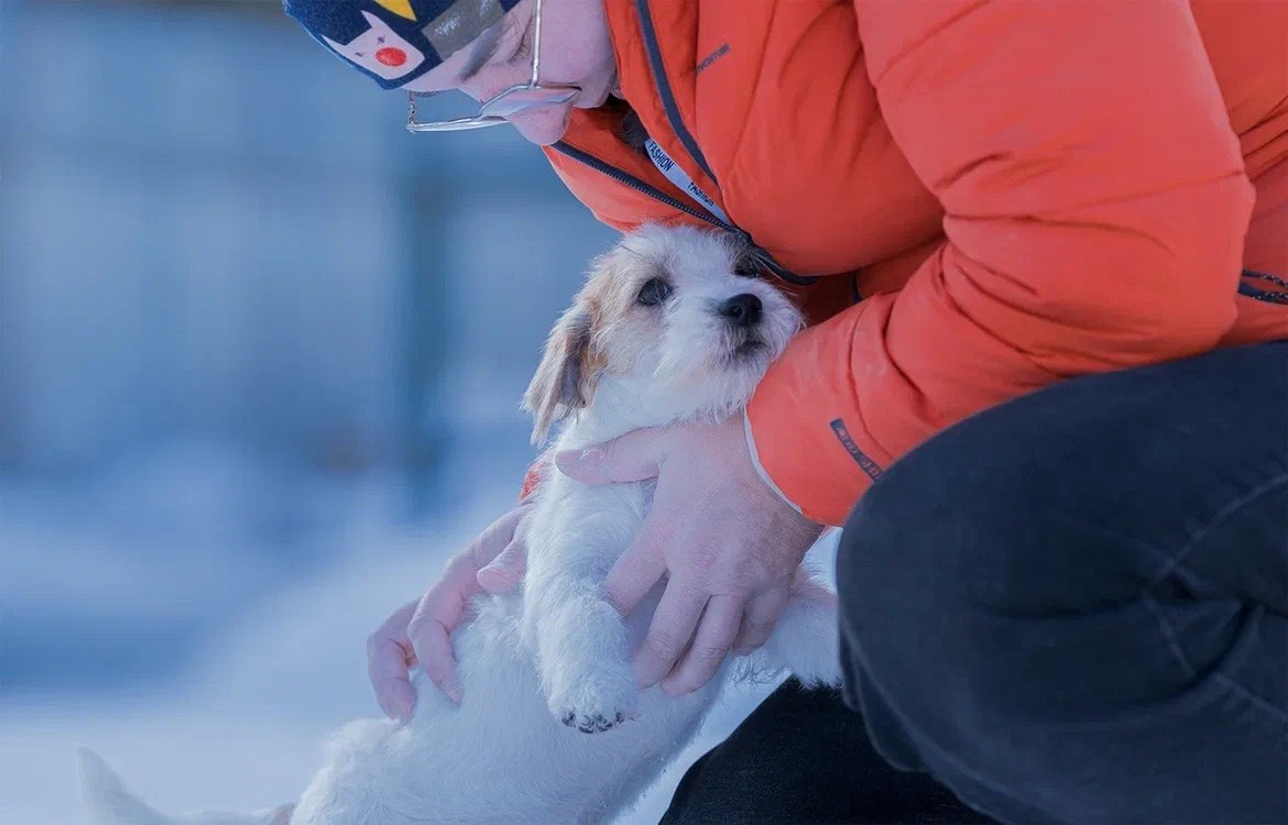 Сука 5. Lovely-Orange питомник джек рассел терьеров