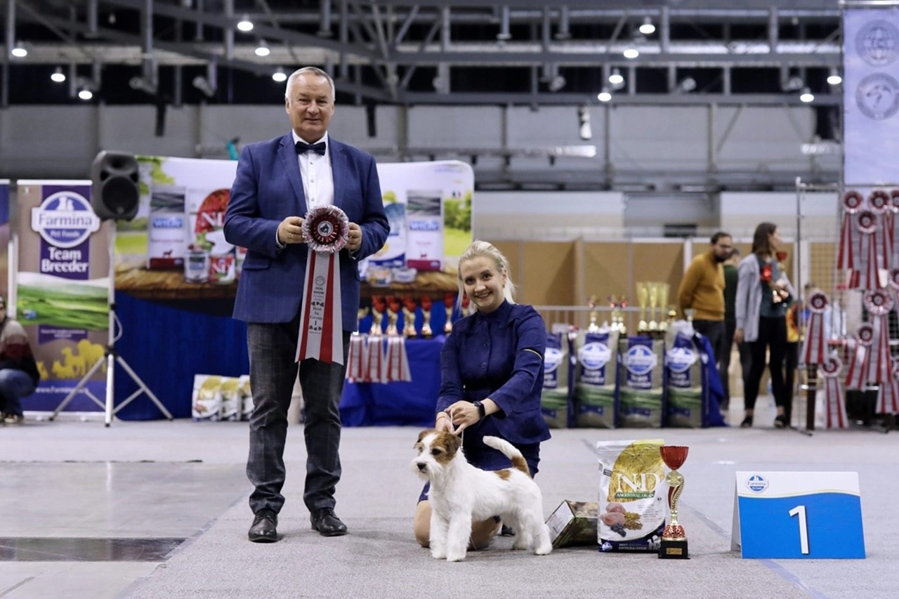 Lovely-Orange Kaizer. Lovely-Orange питомник джек рассел терьеров