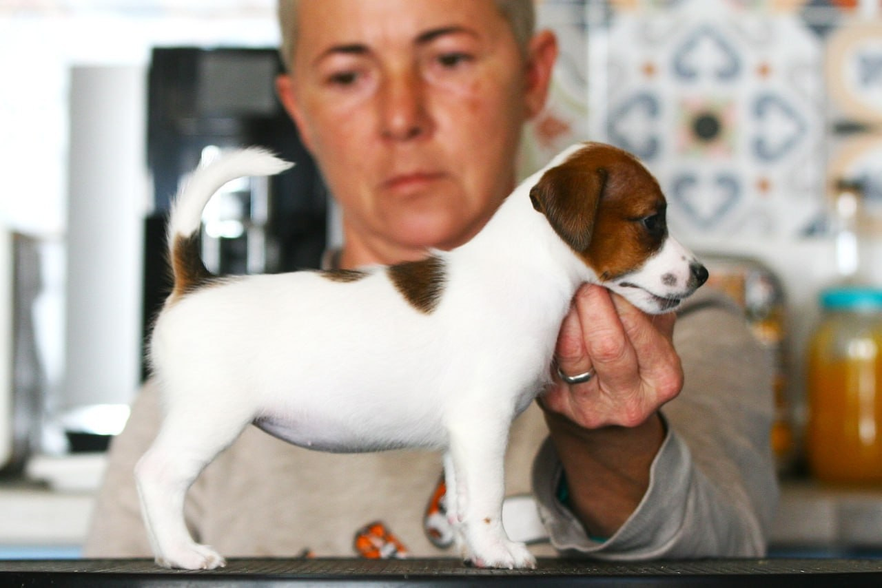 Сука 2. Lovely Orange kennel Jack Russell Terrier FCI/RKF