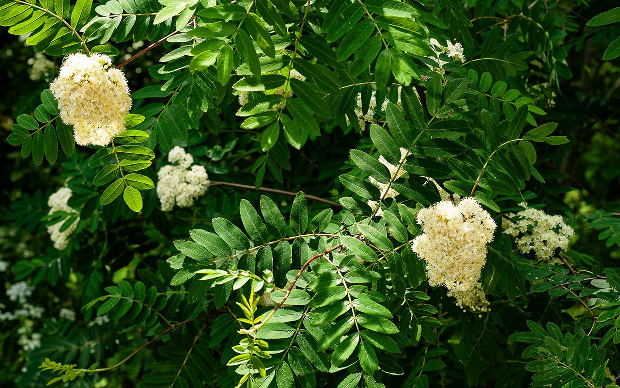 Деревья. Природа севера