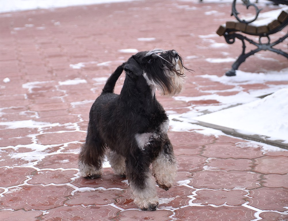 Питомник Делинсо Бэлэнс, щенки цвергшнауцера, купить щенка цвергшнауцера, питомник цвергшнауцеров, кобель цвергшнауцера для вязки, щенок цвергшнауцера, питомник цвергшнауцеров, черный с серебром, цверг, лучший питомник в беларуси
