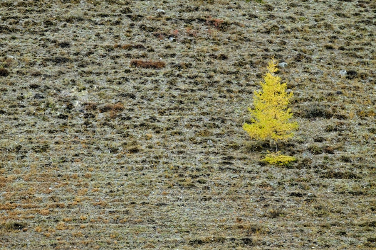 Алтай. Фотограф Евгений Андреев
