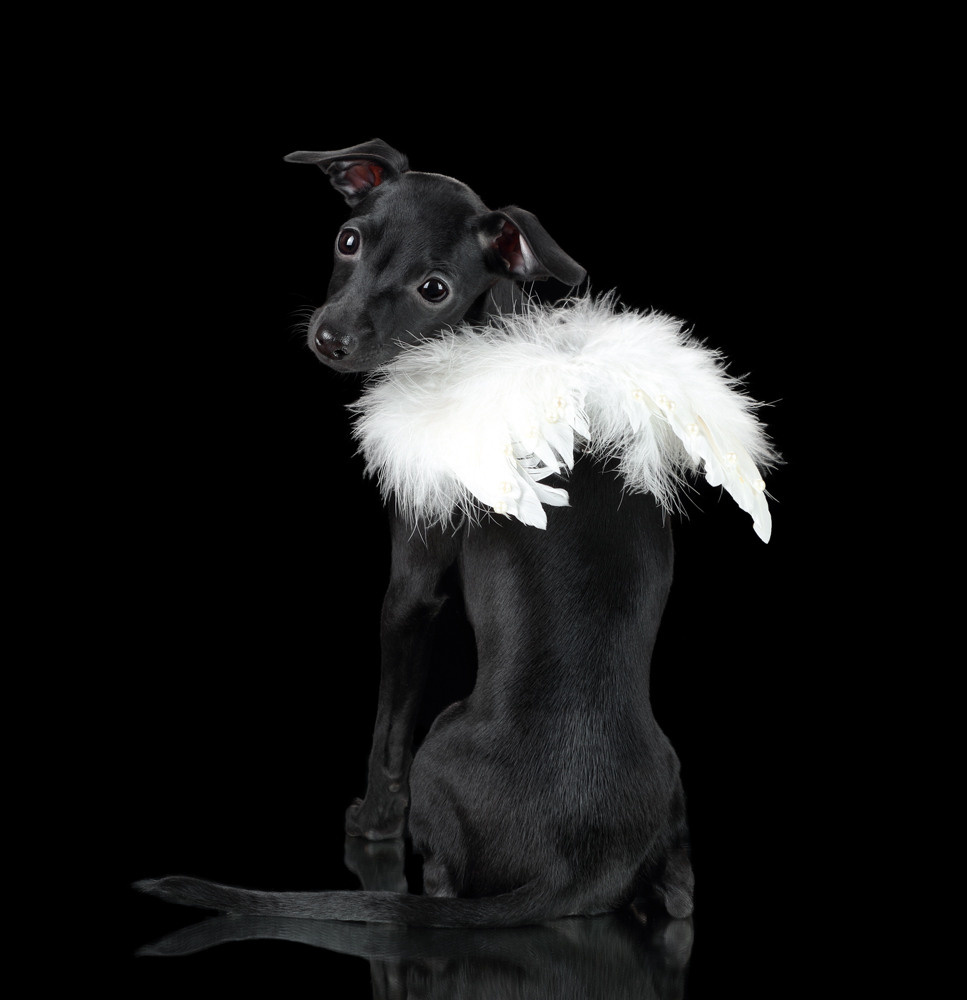 Фотосъемка щенков. Профессиональная фотосъемка домашних животных в Санкт-Петербурге. Фото