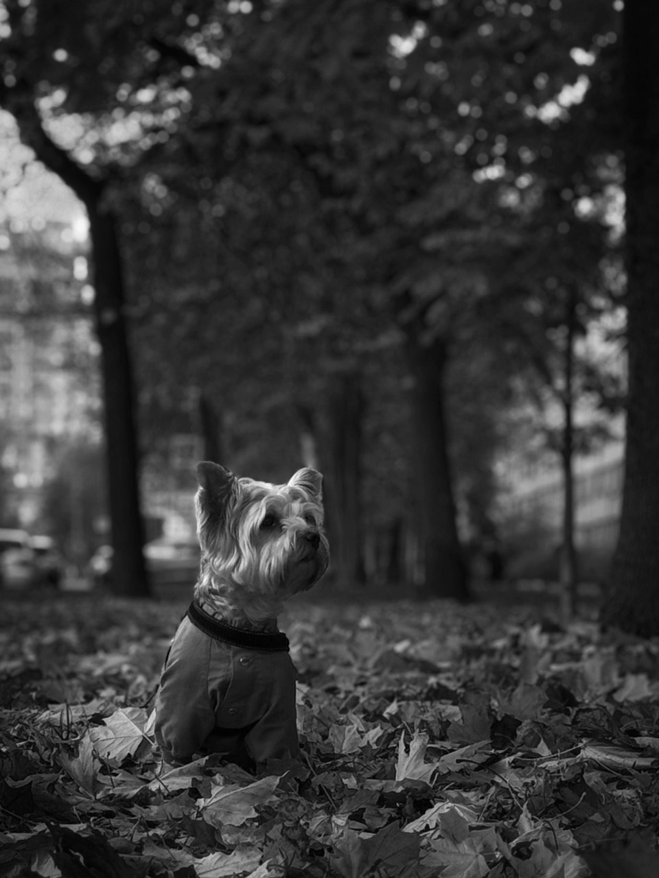 «Собака». Фотограф в Санкт-Петербурге — портретная и жанровая съёмка