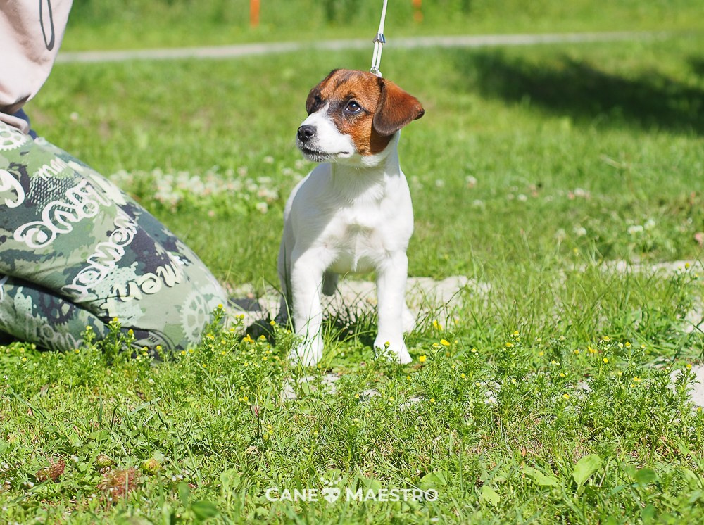 Щенок Джек-рассел-терьер. КМ ФЕЛИЧИТА. Гладкий тип шерсти. Девочка №2. КАНЕ МАЭСТРО — питомник Джек рассел терьеров