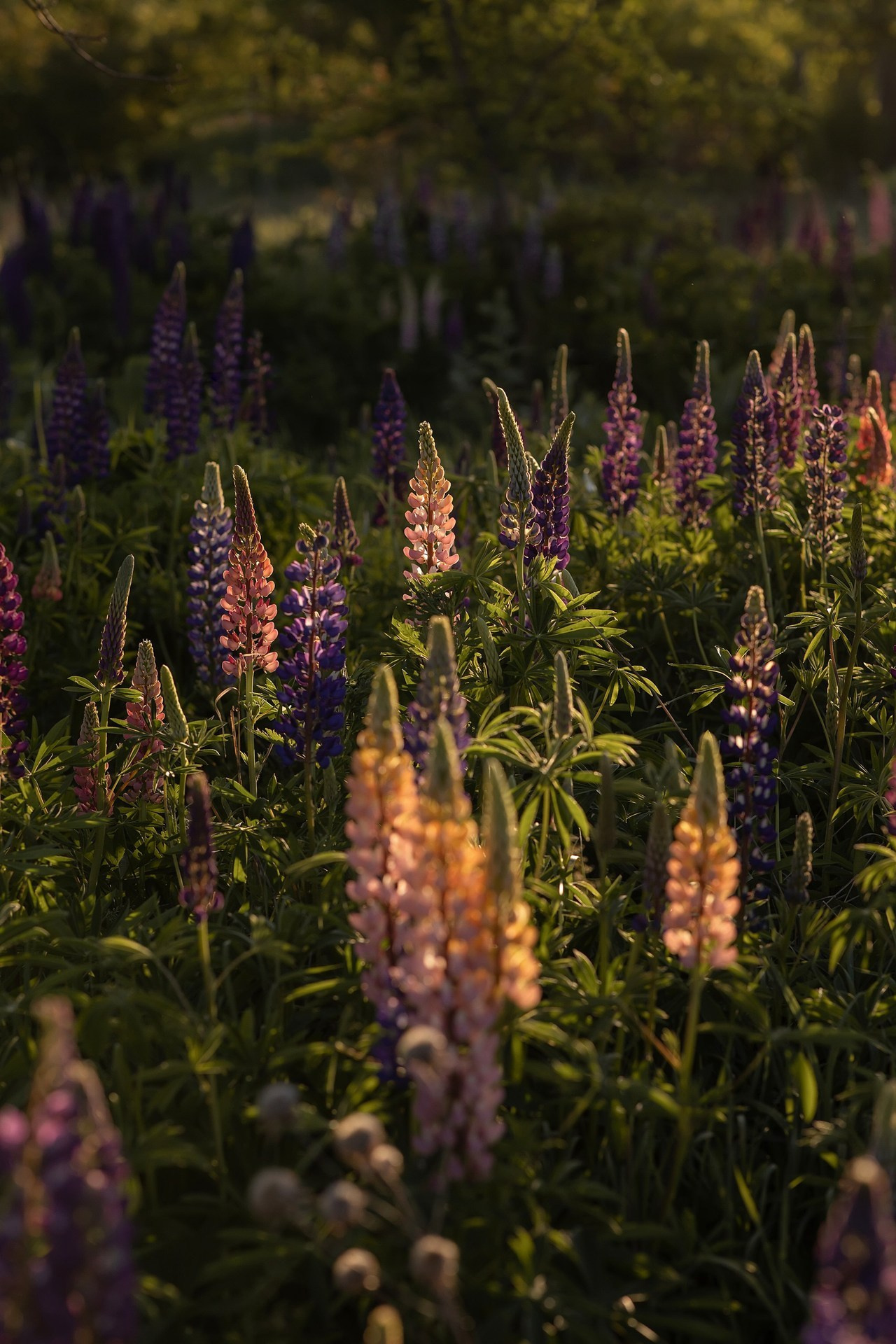 Отзывы. Семейный и детский фотограф в Москве Таня Лисицкая