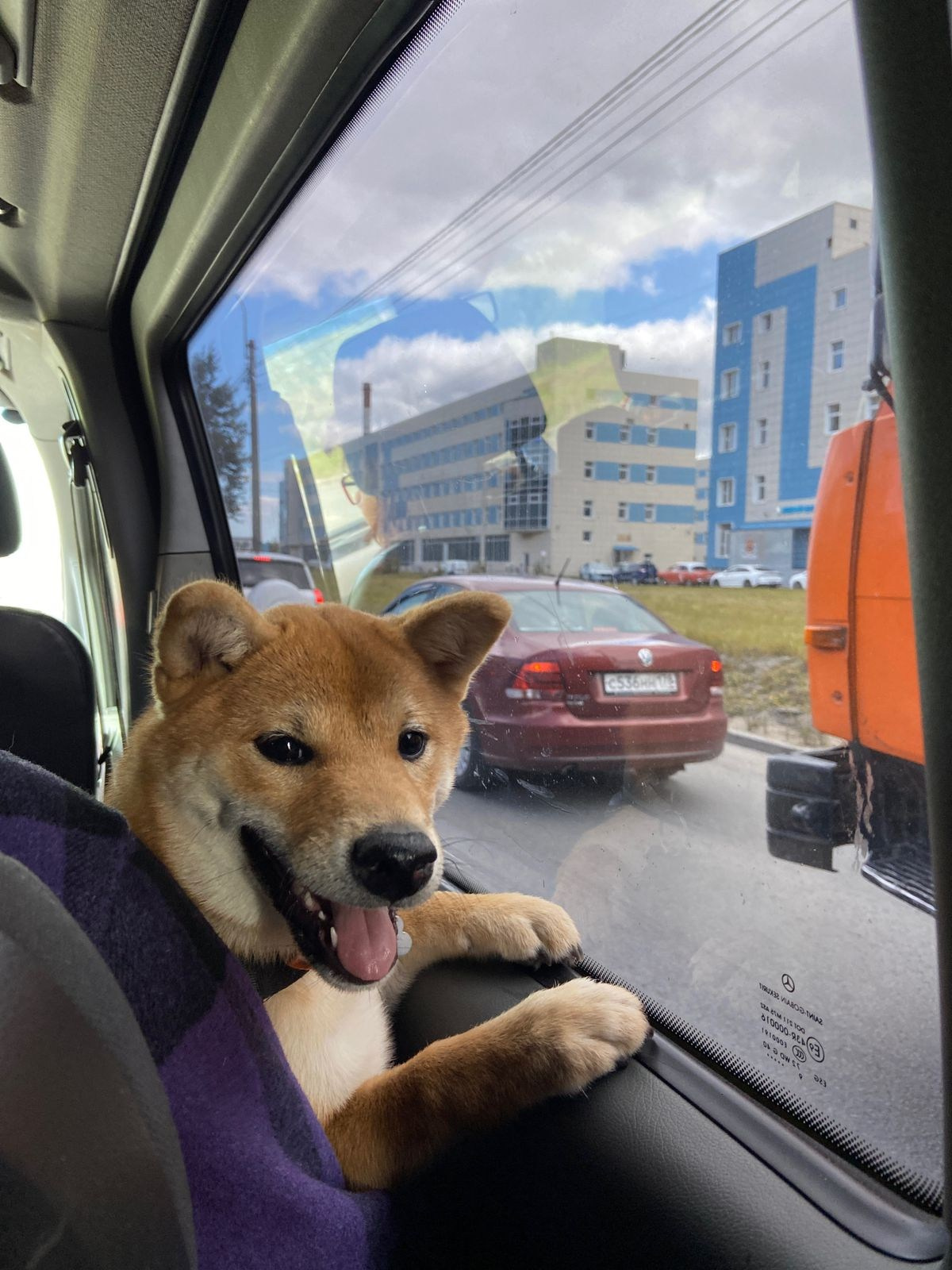 сиба питомник Рубилайт щенки на продажу rubylight  сиба щенки купить