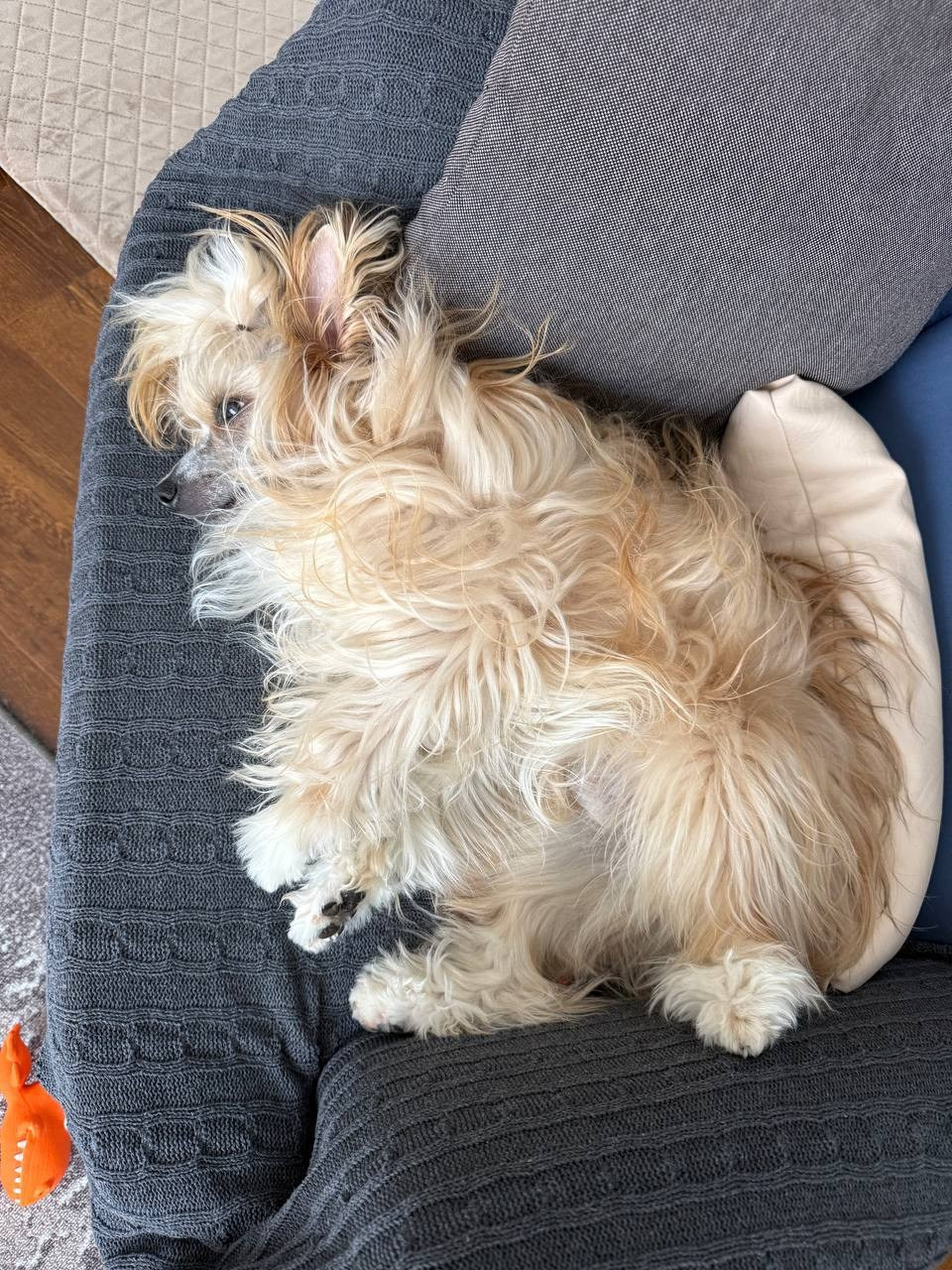 Poale Ell Veles. Chinese Crested Dog Kennel Poale Ell