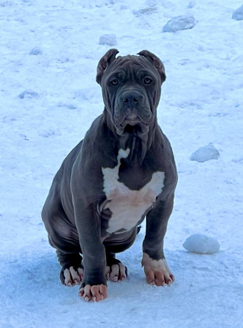 Все свободные щенки. Американские булли XL в г. Калининград. Питомник Great Bully UNIVERSE