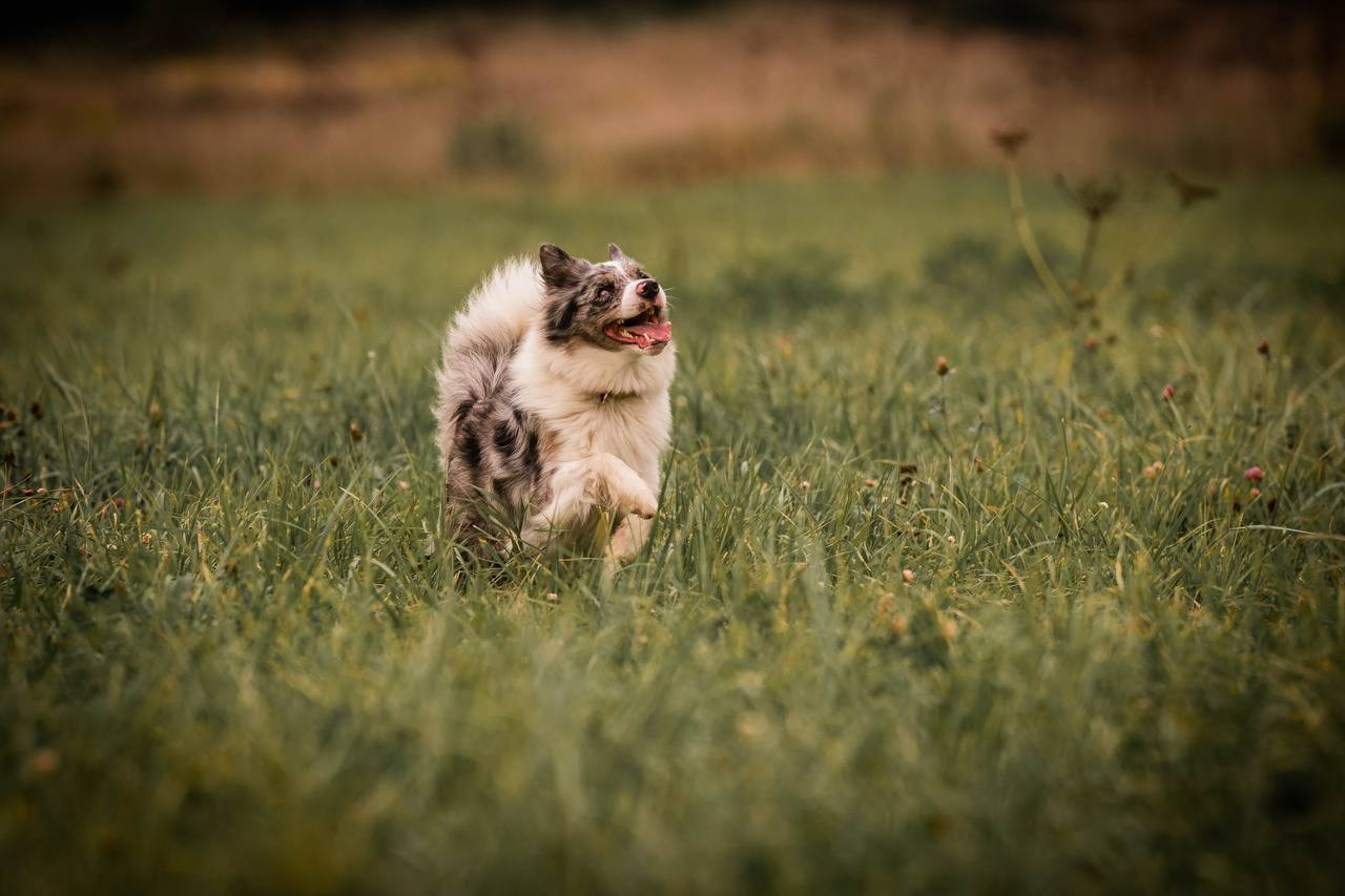Фритсвит. Семейный фотограф Ефремова Виктория
