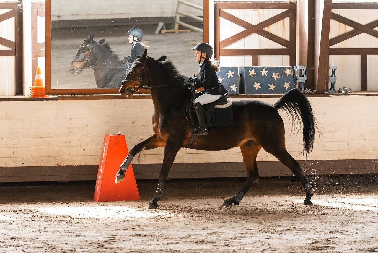 Квалификационные соревнования Московской области по конкуру КСК «Белая Дача». Конный фотограф Куракина Дарья • Фотосессии с лошадьми
