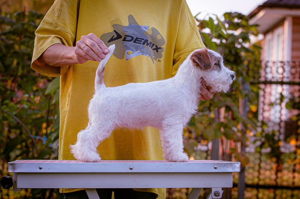 Щенок Джек-рассел-терьер. Девочка б/рыж. КАНЕ МАЭСТРО САНТА ФАНТА. #1. КАНЕ МАЭСТРО — питомник Джек рассел терьеров