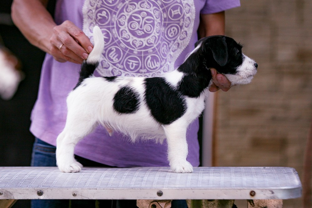 CANE MAESTRO ROLEX. CANE MAESTRO — kennel Jack Russell Terrier