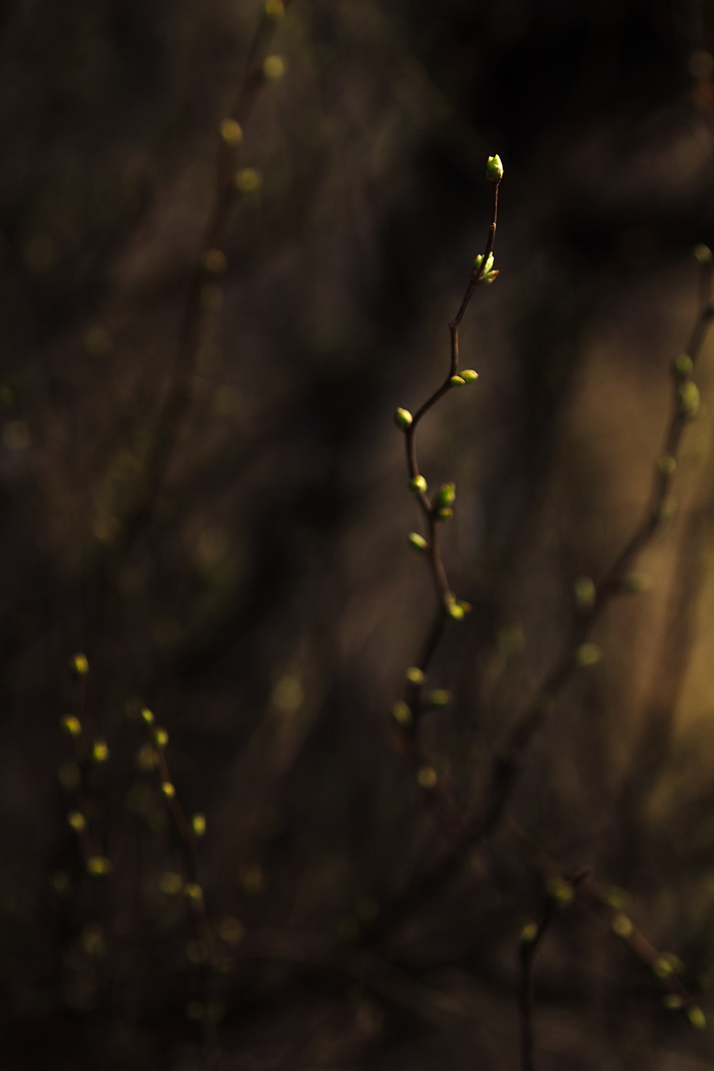 Весна. Катя Цвет