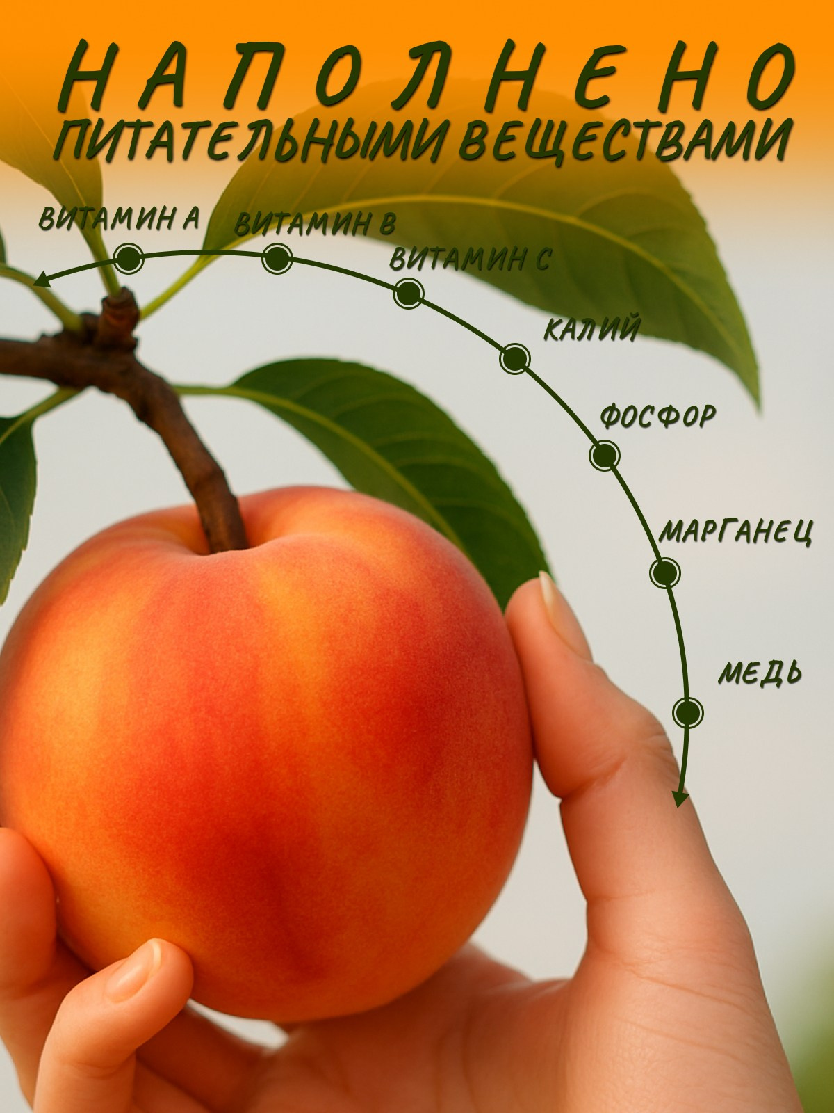 Сухофрукты. Diddesign — Фото видеосъемка, разработка уникальных логотипов, веб-дизайн, брендинг