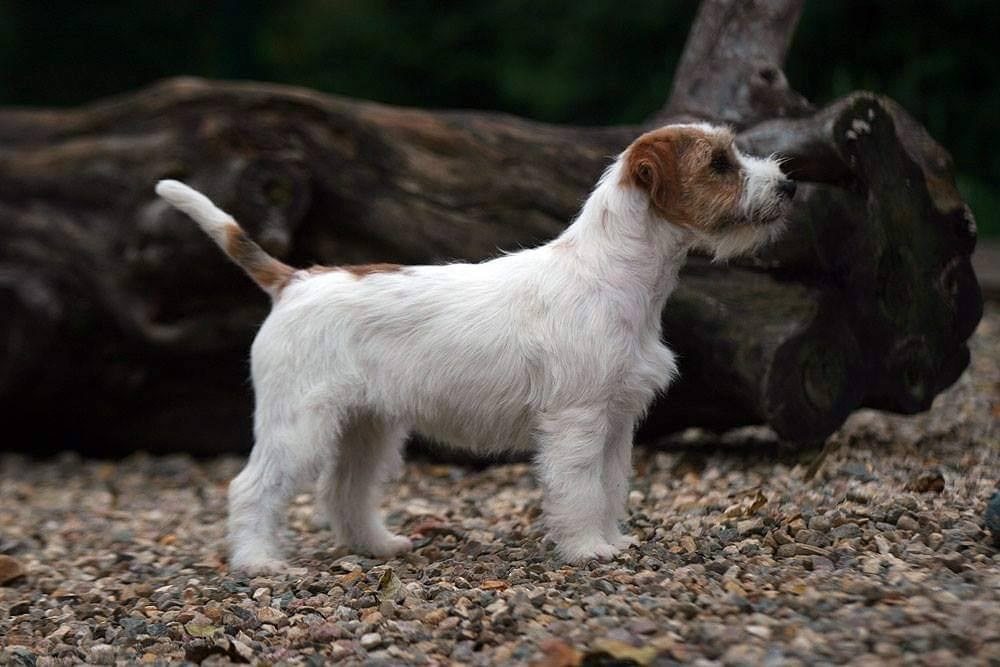 Lovely-Orange Candy Shop. Lovely-Orange питомник джек рассел терьеров