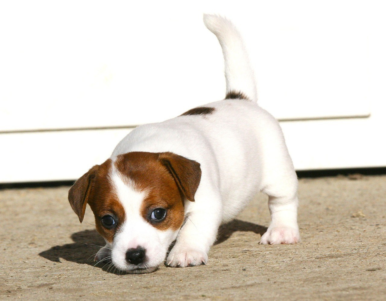 Сука 1. Lovely-Orange питомник джек рассел терьеров