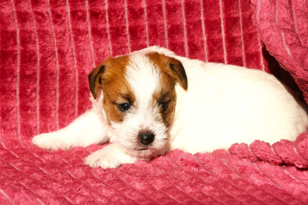 Кобель. Lovely-Orange питомник джек рассел терьеров