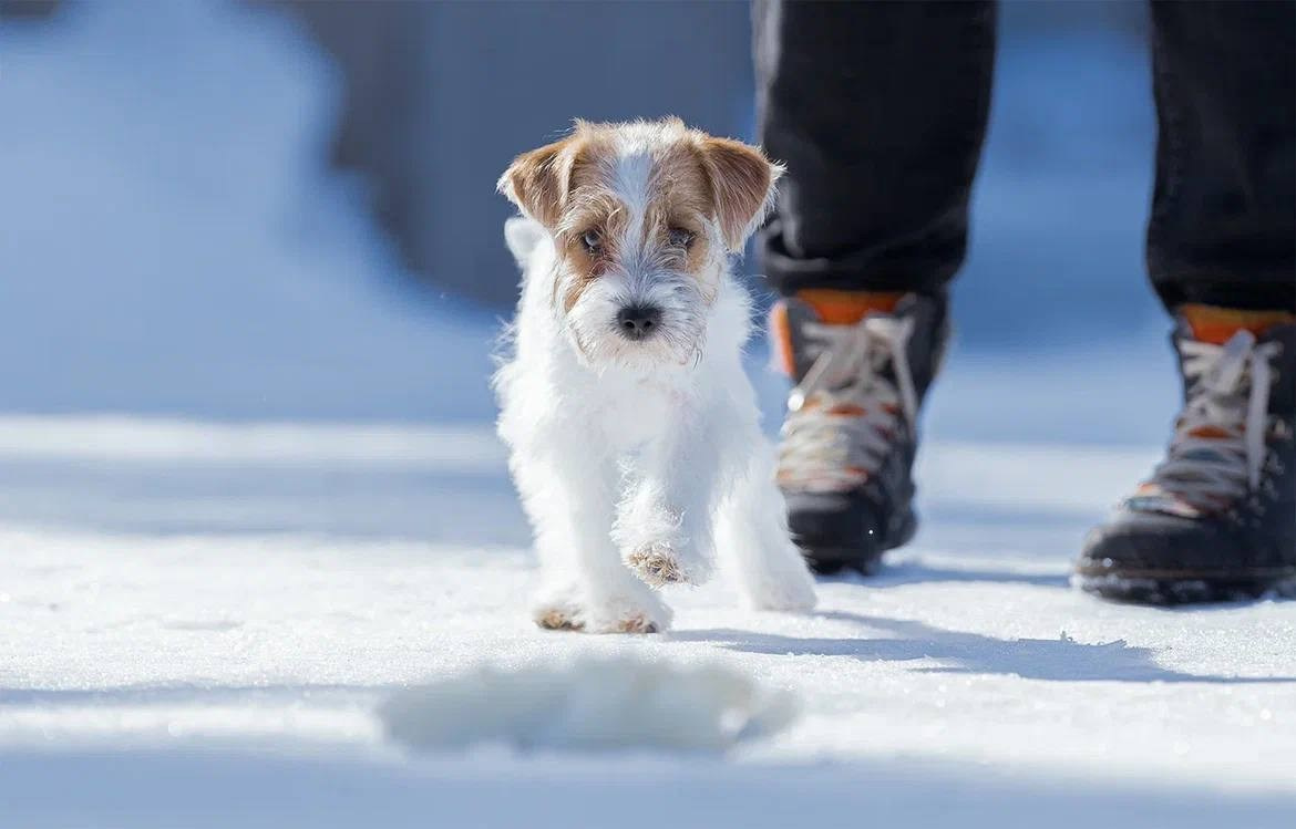 Сука 6. Lovely-Orange питомник джек рассел терьеров