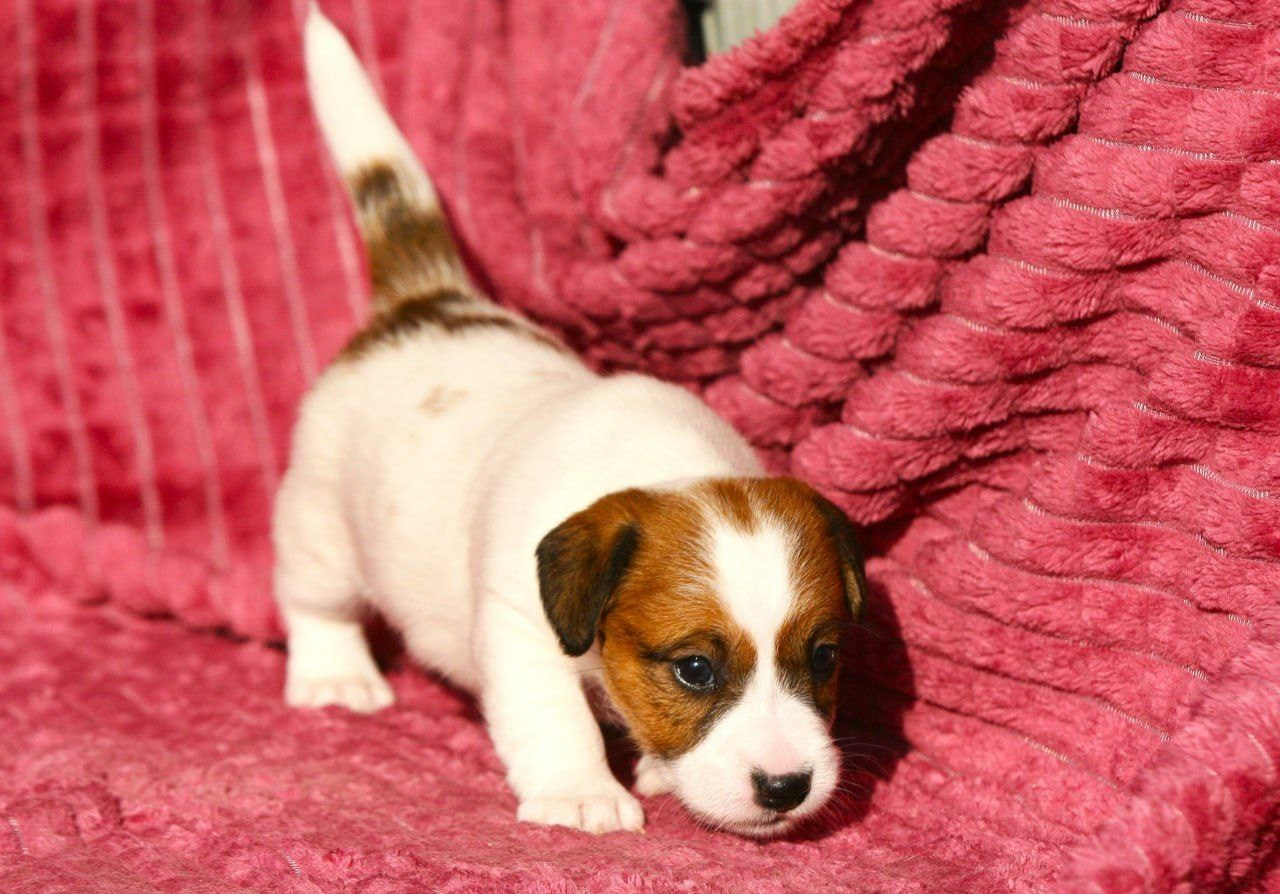 Сука 1. Lovely Orange kennel Jack Russell Terrier FCI/RKF