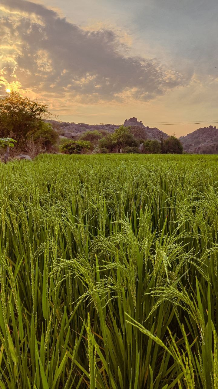 Индия. Живые снимки! Фотограф Даша Бендер