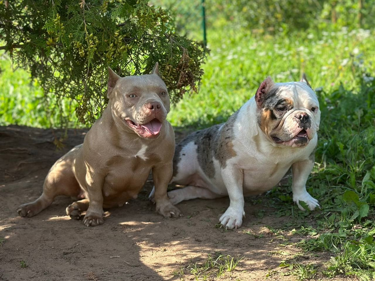 Minie Mouse. Питомник американских булли Bounty Pride Bully