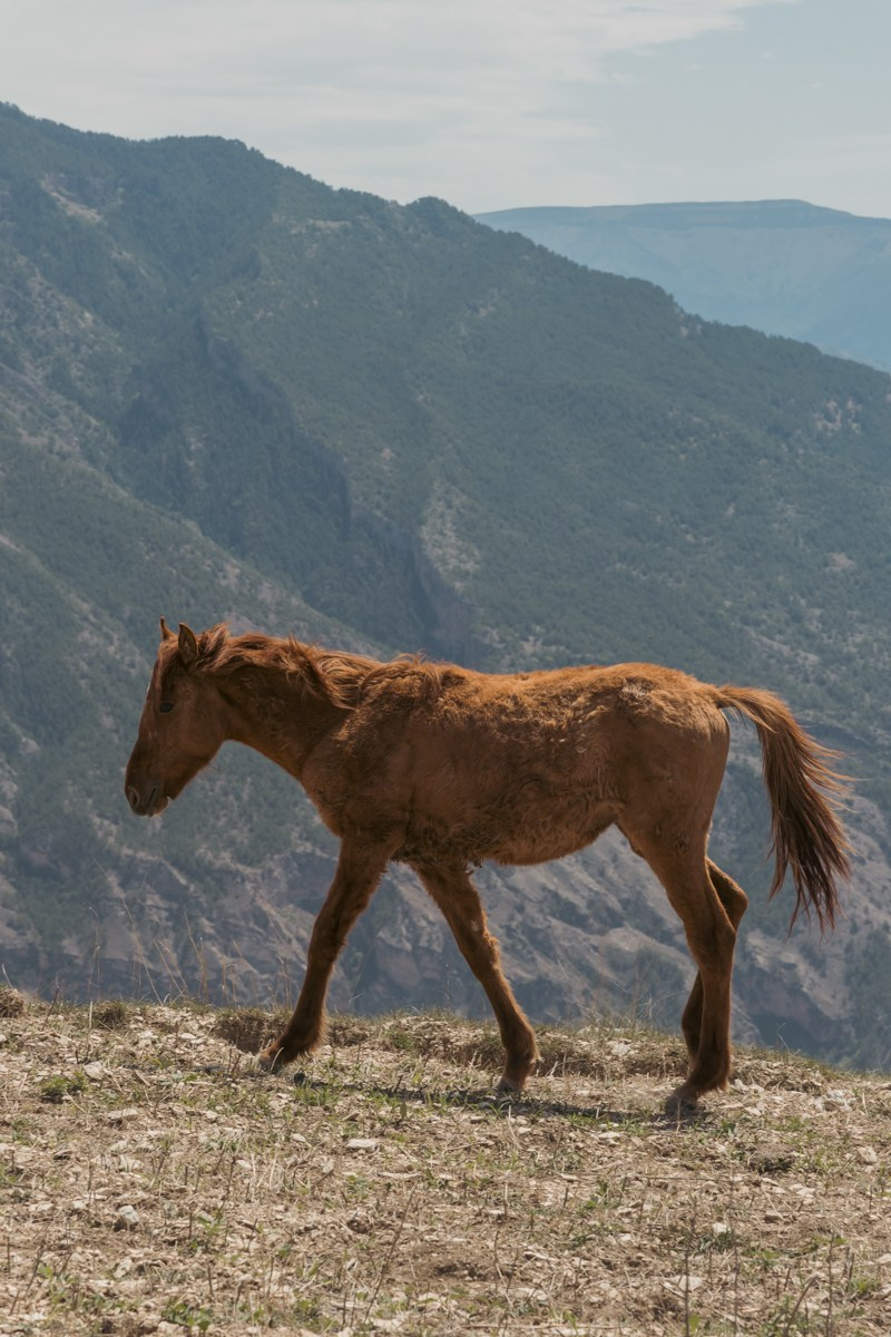 Животные. Photomantis