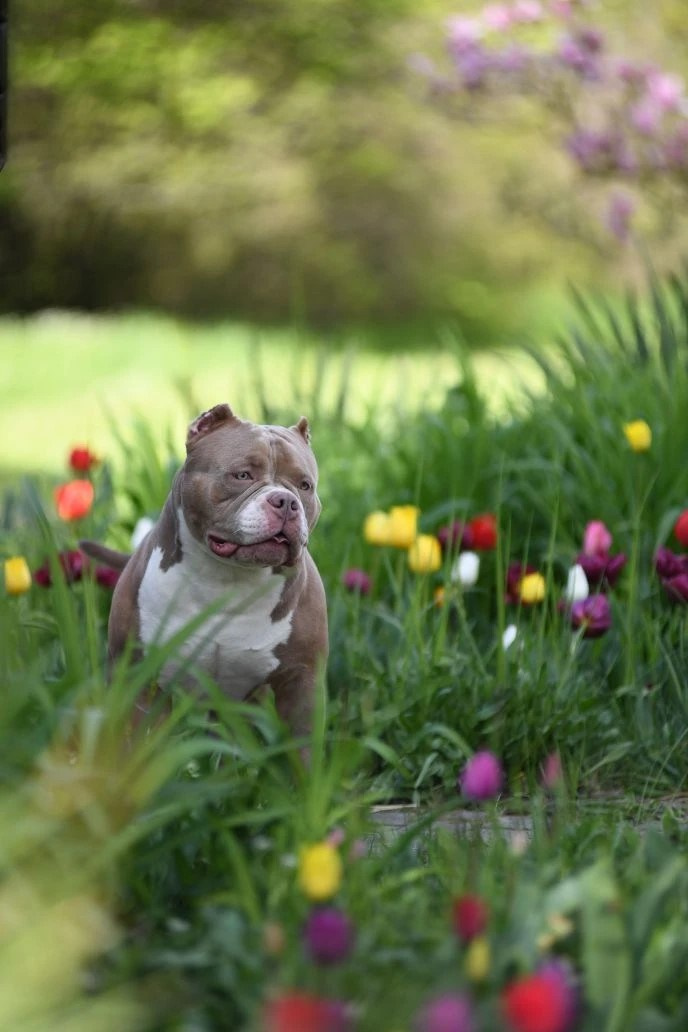 Булли покет кобель Евгур. ПИТОМНИК СОБАК ПОРОДЫ АМЕРИКАНСКИЙ БУЛЛИ