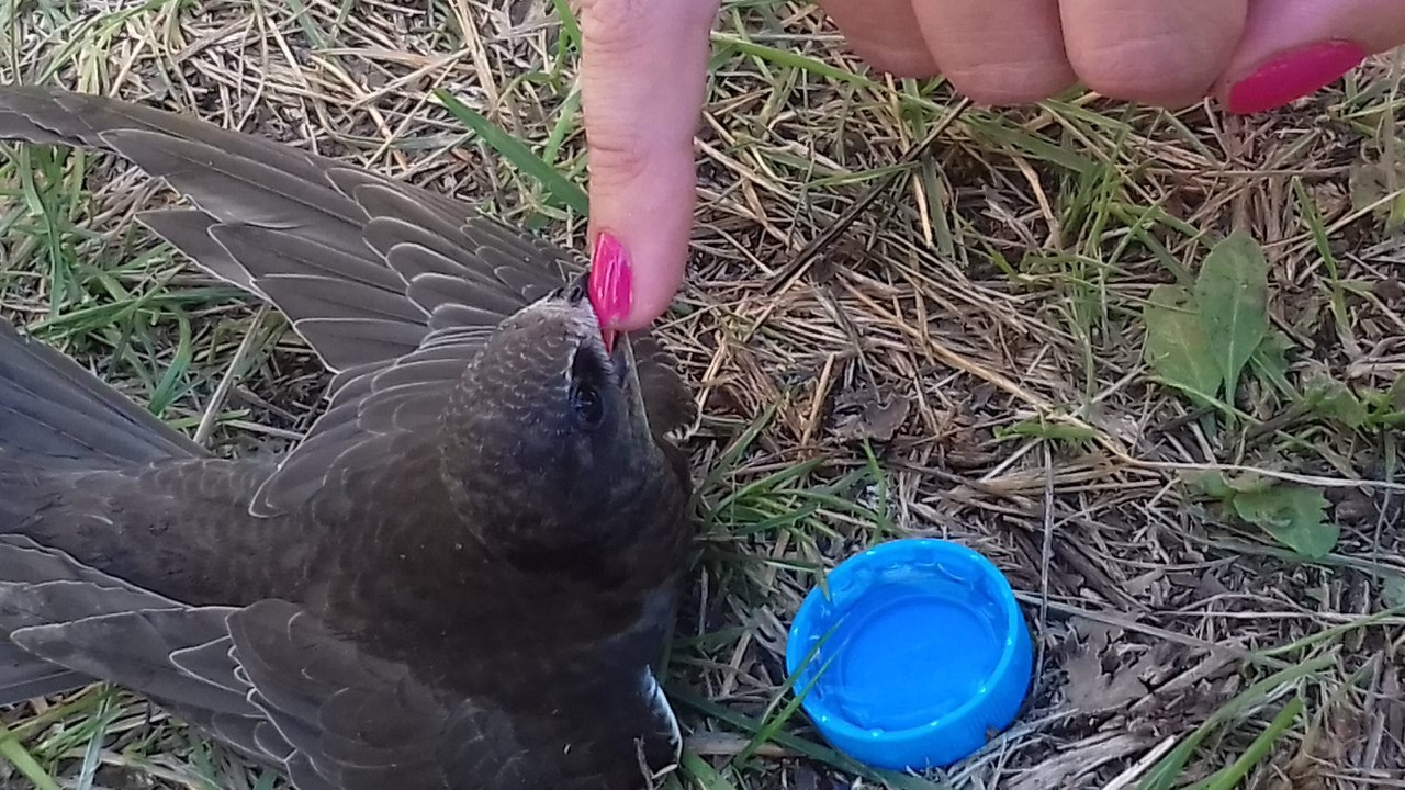 Походная романтика 20! Взвейтесь кострами… | 29-31.07.2016. Галерея Фантим