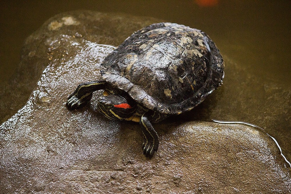 Благотворительный показ ТЮЗ. Детский и семейный фотограф, фотограф мероприятий Нижний Новгород