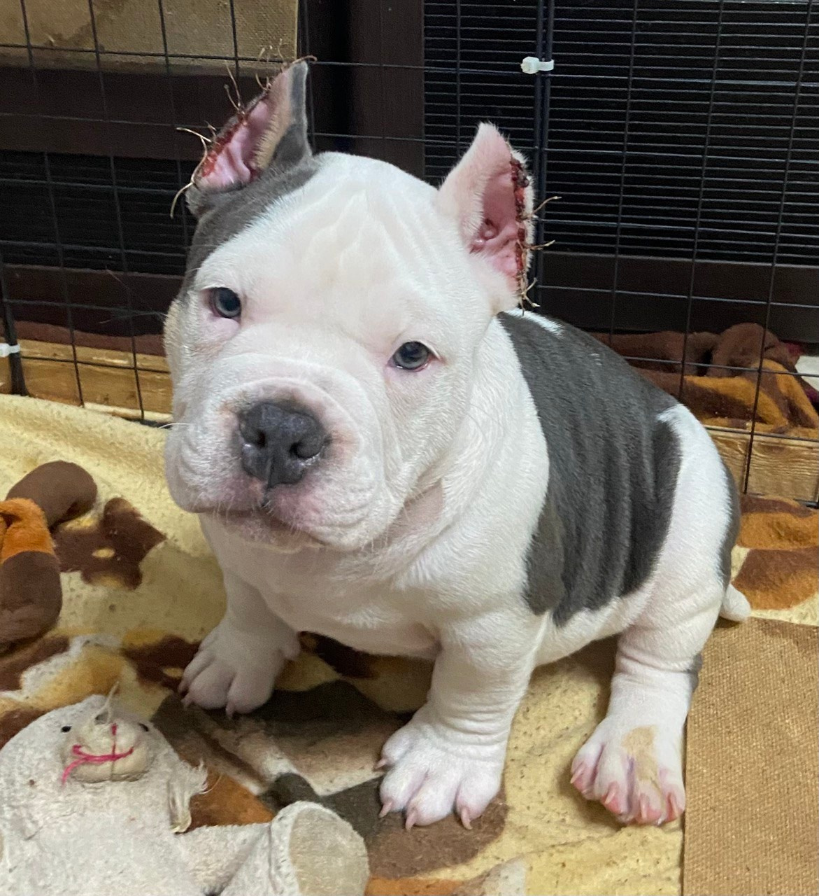 Свободные щенки Американский Булли, в типах покет, классик, стандарт. Американский Булли в г. Ростов-на-Дону. Питомник THE POWER OF SIBERIA