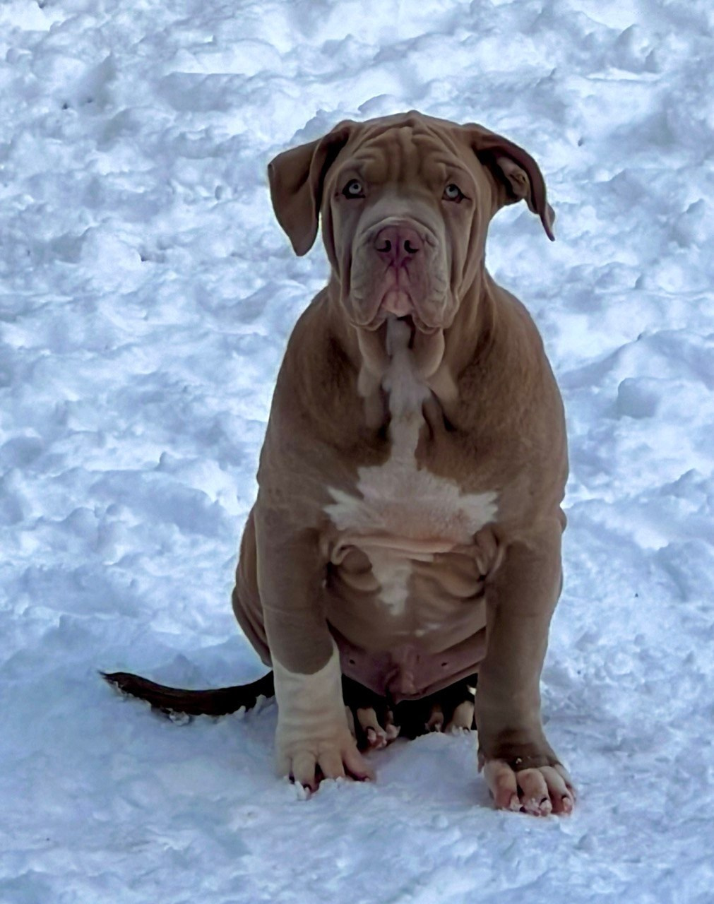 Все свободные щенки. Американские булли XL в г. Калининград. Питомник Great Bully UNIVERSE