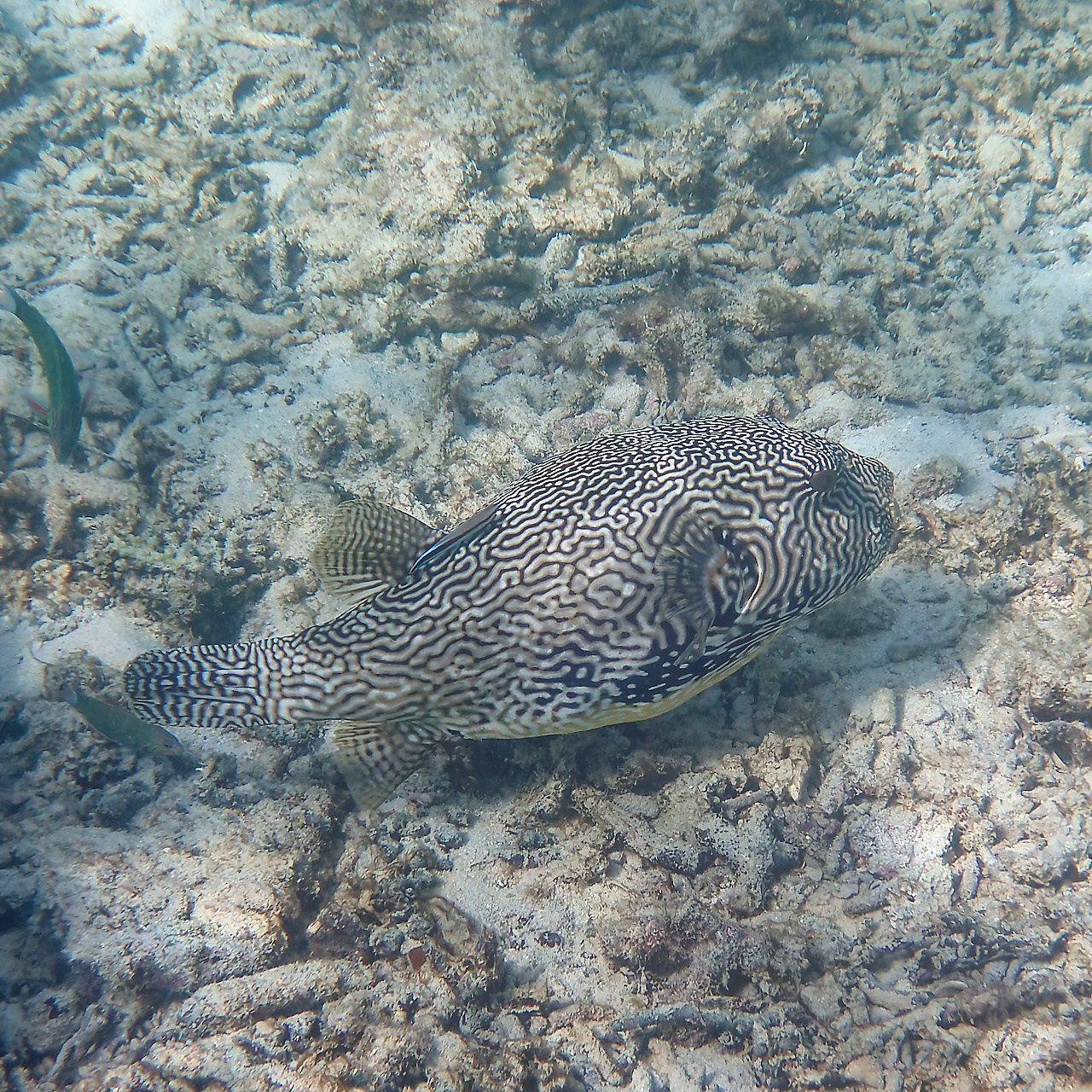 Мне посмотреть. Рыбов показываю