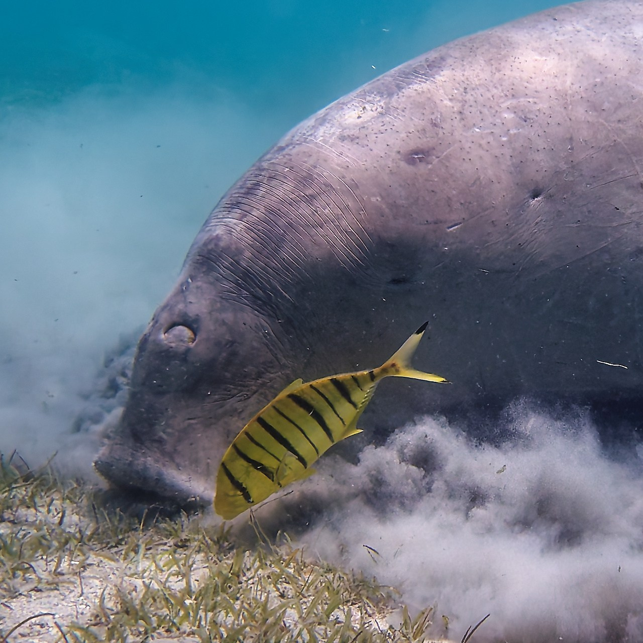 Dugong dugon (лат.), Dugong, Дюгонь. // Египет, Порт Галиб, Iberotel Costa Mares, домашний риф