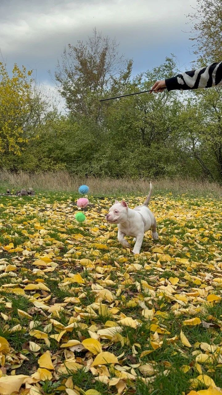 Помет Каспер и Айси. 07.08.25. Американский Булли в г. Ростов-на-Дону. Питомник THE POWER OF SIBERIA