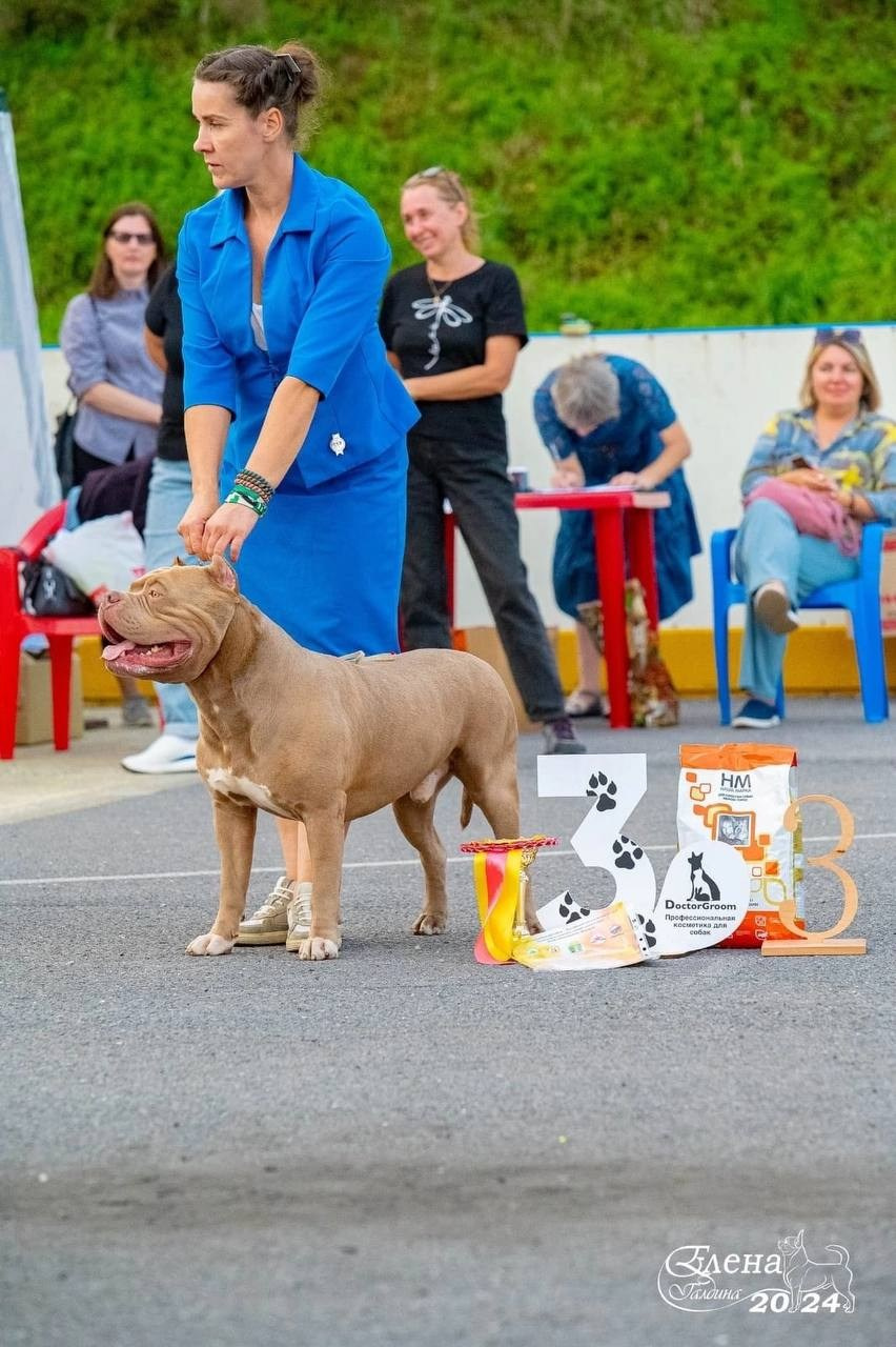 Участие в выставках. Американские булли XL в г. Калининград. Питомник Great Bully UNIVERSE
