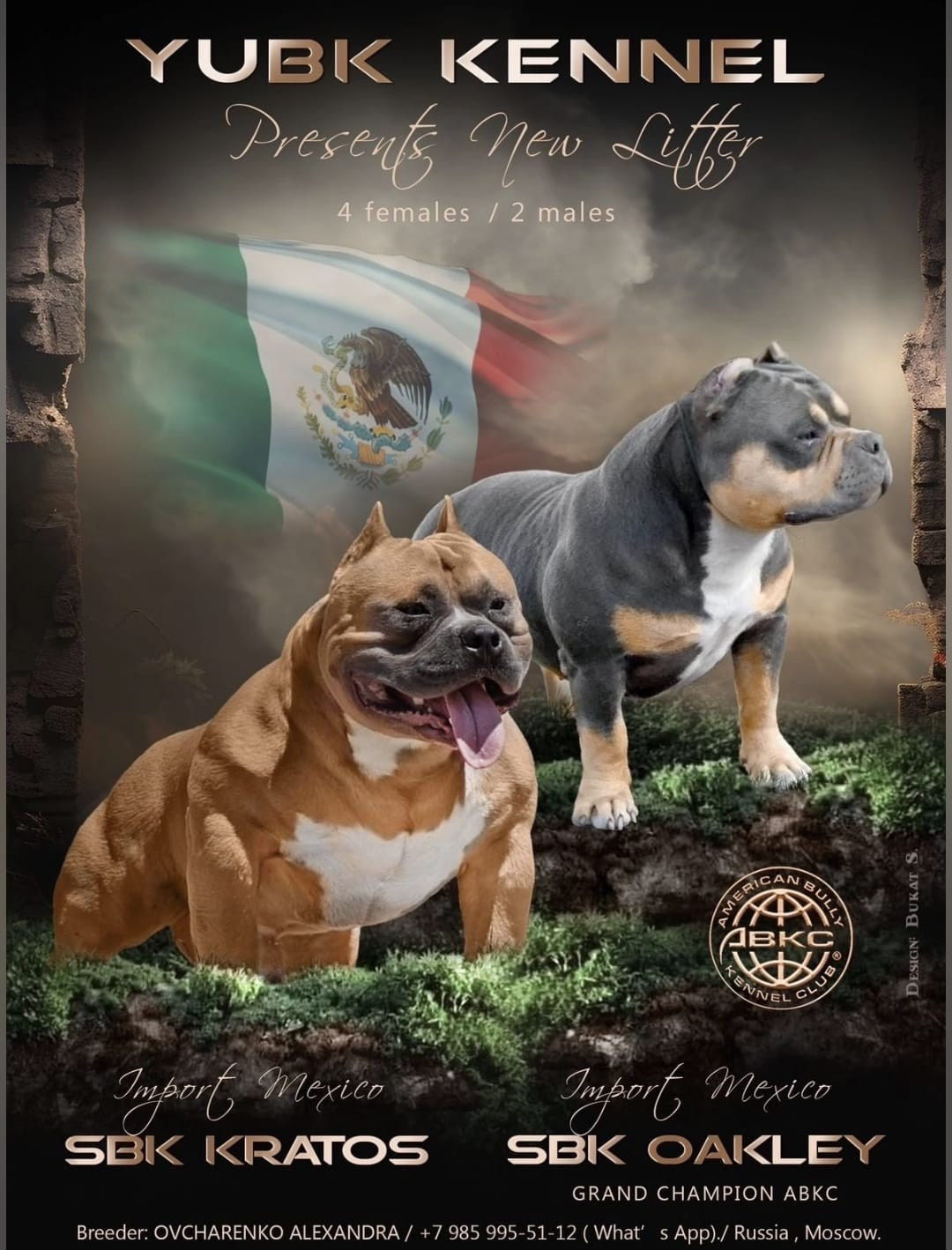 Родители Челси. ПИТОМНИК СОБАК ПОРОДЫ АМЕРИКАНСКИЙ БУЛЛИ