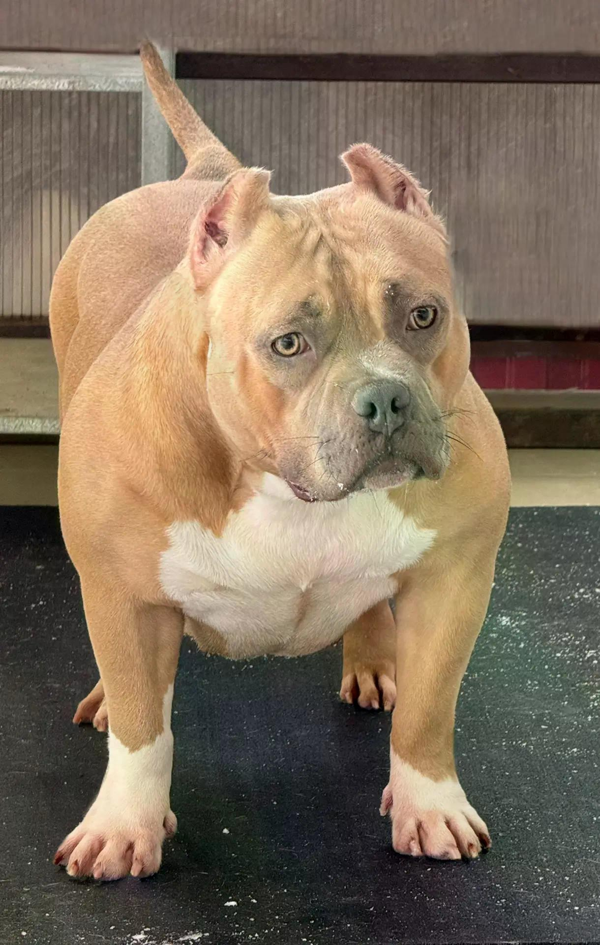 Булли покет сука Жо Жо. ПИТОМНИК СОБАК ПОРОДЫ АМЕРИКАНСКИЙ БУЛЛИ